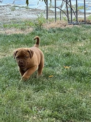 Дог от Бордо Dog of Bordo, Vaccinated - Yes, Dewormed - Yes - city of Izvun Bulgaria | Dogs - снимка 9