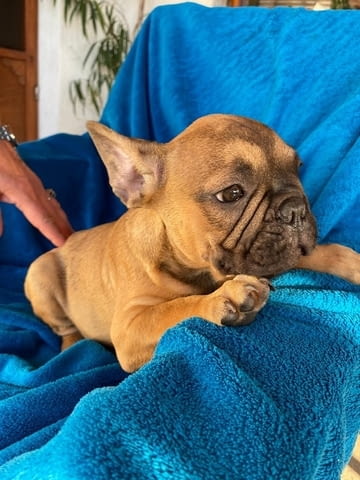 Френски булдог Кученца топ French Bulldog, 2 Months, Vaccinated - Yes - city of Izvun Bulgaria | Dogs - снимка 1