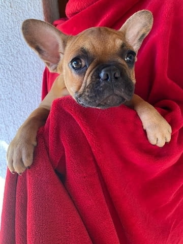 Френски булдог Кученца топ French Bulldog, 2 Months, Vaccinated - Yes - city of Izvun Bulgaria | Dogs - снимка 2