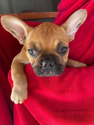 Френски булдог Кученца топ French Bulldog, 2 Months, Vaccinated - Yes - city of Izvun Bulgaria | Dogs - снимка 4