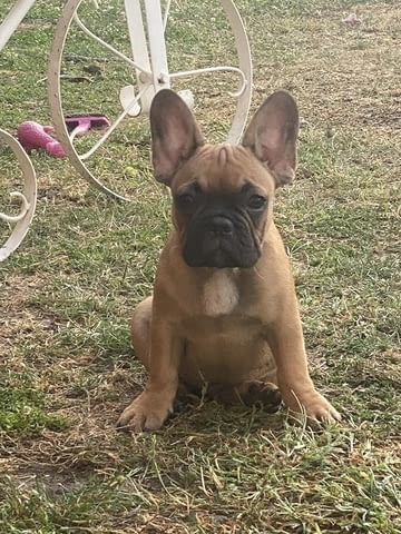 Френски булдог Кученца топ French Bulldog, 2 Months, Vaccinated - Yes - city of Izvun Bulgaria | Dogs - снимка 5