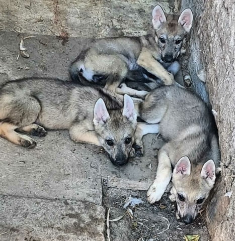 Чехословашки вълк кученца Czech-Slovak Wolfchak, Vaccinated - Yes, Dewormed - Yes - city of Izvun Bulgaria | Dogs - снимка 1