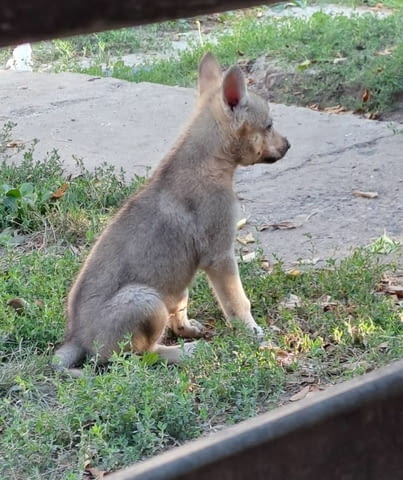 Чехословашки вълк кученца Czech-Slovak Wolfchak, Vaccinated - Yes, Dewormed - Yes - city of Izvun Bulgaria | Dogs - снимка 2