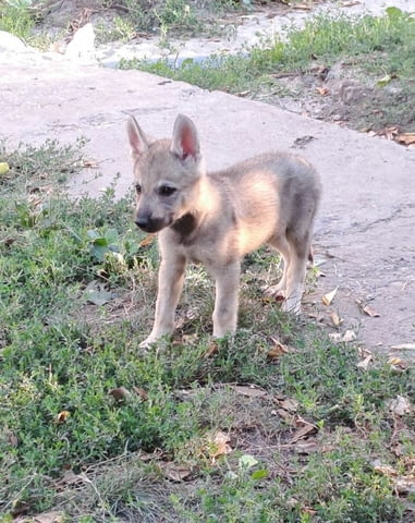 Чехословашки вълк кученца Czech-Slovak Wolfchak, Vaccinated - Yes, Dewormed - Yes - city of Izvun Bulgaria | Dogs - снимка 3