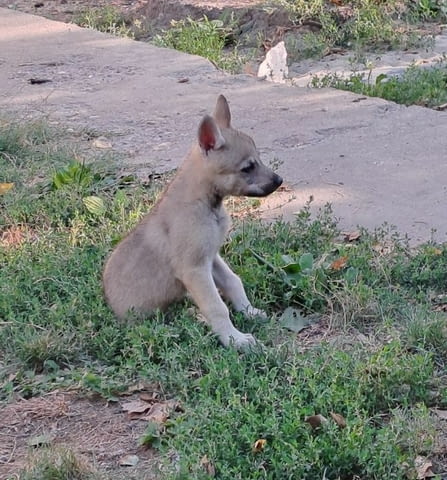 Чехословашки вълк кученца Czech-Slovak Wolfchak, Vaccinated - Yes, Dewormed - Yes - city of Izvun Bulgaria | Dogs - снимка 4