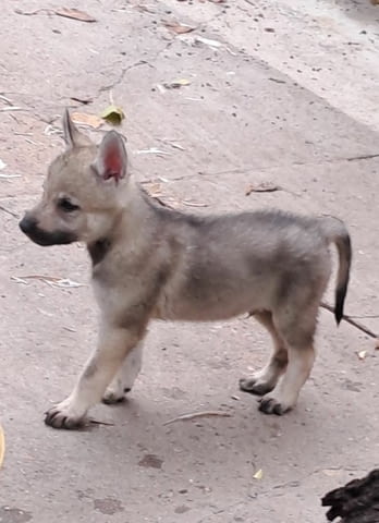 Чехословашки вълк кученца Czech-Slovak Wolfchak, Vaccinated - Yes, Dewormed - Yes - city of Izvun Bulgaria | Dogs - снимка 5