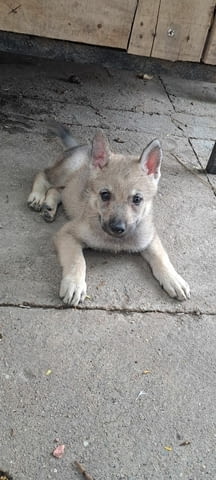 Чехословашки вълк кученца Czech-Slovak Wolfchak, Vaccinated - Yes, Dewormed - Yes - city of Izvun Bulgaria | Dogs - снимка 6