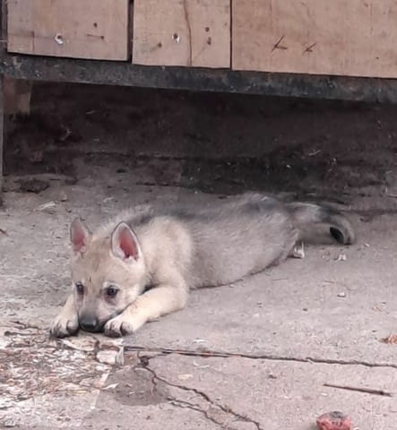 Чехословашки вълк кученца Czech-Slovak Wolfchak, Vaccinated - Yes, Dewormed - Yes - city of Izvun Bulgaria | Dogs - снимка 7