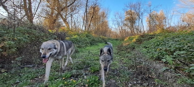 Чехословашки вълк кученца Czech-Slovak Wolfchak, Vaccinated - Yes, Dewormed - Yes - city of Izvun Bulgaria | Dogs - снимка 8