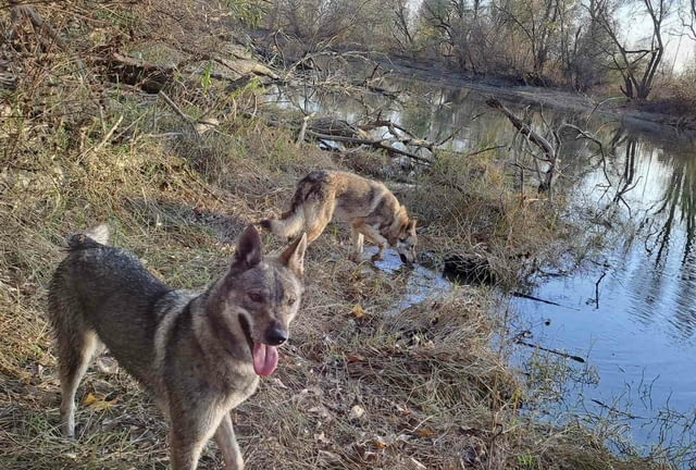 Чехословашки вълк кученца Czech-Slovak Wolfchak, Vaccinated - Yes, Dewormed - Yes - city of Izvun Bulgaria | Dogs - снимка 9