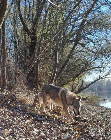 Чехословашки вълк кученца Czech-Slovak Wolfchak, Vaccinated - Yes, Dewormed - Yes - city of Izvun Bulgaria | Dogs - снимка 10