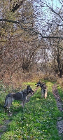 Чехословашки вълк кученца Czech-Slovak Wolfchak, Vaccinated - Yes, Dewormed - Yes - city of Izvun Bulgaria | Dogs - снимка 11