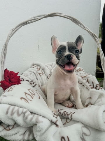 Френски булдог кученца French Bulldog, Vaccinated - Yes, Dewormed - Yes - city of Izvun Bulgaria | Dogs - снимка 2