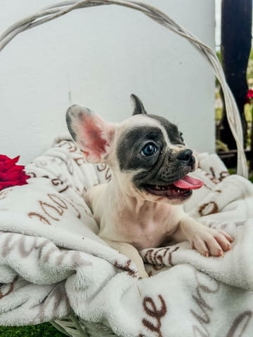 Френски булдог кученца French Bulldog, Vaccinated - Yes, Dewormed - Yes - city of Izvun Bulgaria | Dogs - снимка 4