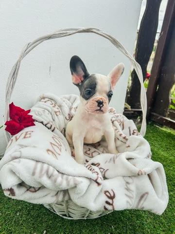 Френски булдог кученца French Bulldog, Vaccinated - Yes, Dewormed - Yes - city of Izvun Bulgaria | Dogs - снимка 5