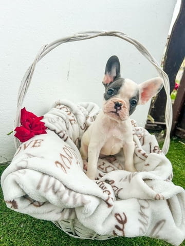 Френски булдог кученца French Bulldog, Vaccinated - Yes, Dewormed - Yes - city of Izvun Bulgaria | Dogs - снимка 6