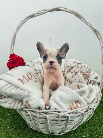 Френски булдог кученца French Bulldog, Vaccinated - Yes, Dewormed - Yes - city of Izvun Bulgaria | Dogs - снимка 10