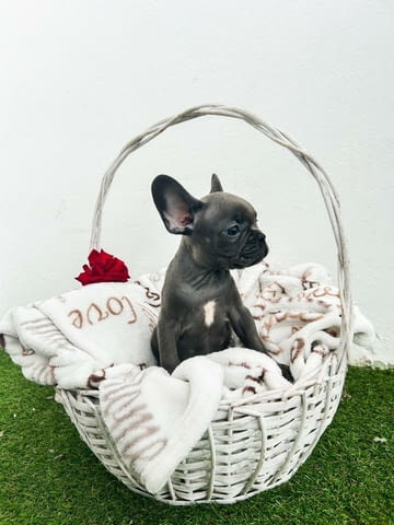 Френски булдог кученца French Bulldog, Vaccinated - Yes, Dewormed - Yes - city of Izvun Bulgaria | Dogs - снимка 12