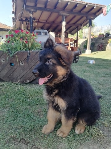 Немски Овчарки от Развъдник German Shepherd, 2 Months, Vaccinated - Yes - village Tarhovo | Dogs - снимка 5