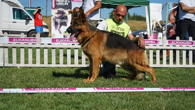 Немски Овчарки от Развъдник German Shepherd, 2 Months, Vaccinated - Yes - village Tarhovo | Dogs - снимка 6