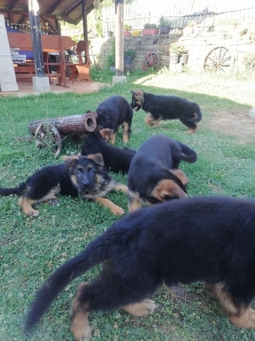 Немски Овчарки от Развъдник German Shepherd, 2 Months, Vaccinated - Yes - village Tarhovo | Dogs - снимка 7