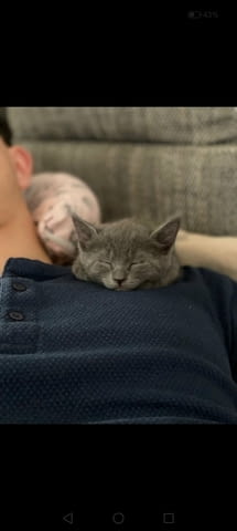 Russian Blue Cat 2 Months - city of Izvun Bulgaria | Cats - снимка 1