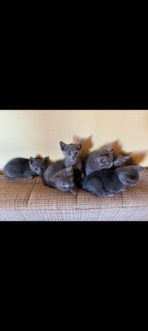 Russian Blue Cat 2 Months - city of Izvun Bulgaria | Cats - снимка 2