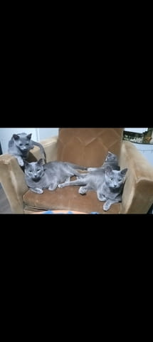 Russian Blue Cat Руска синя, 2 месеца - град Извън България | Котки - снимка 5