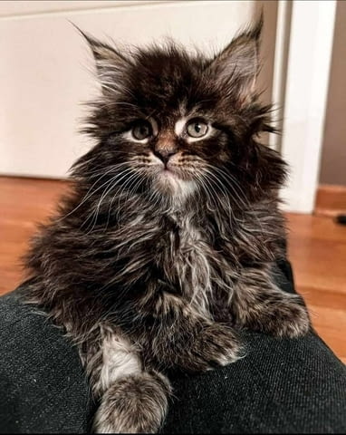 Мейн Куун котенца Maine-Coon, 2 Months, Vaccine - Yes - city of Izvun Bulgaria | Cats - снимка 2