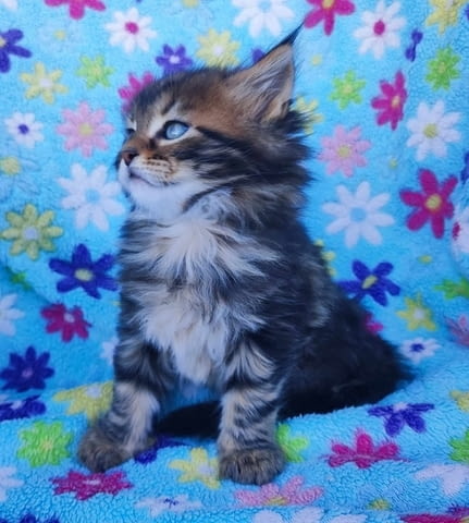 Мейн Куун котенца Maine-Coon, 2 Months, Vaccine - Yes - city of Izvun Bulgaria | Cats - снимка 4