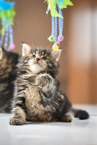 Мейн Куун котенца Maine-Coon, 2 Months, Vaccine - Yes - city of Izvun Bulgaria | Cats - снимка 6