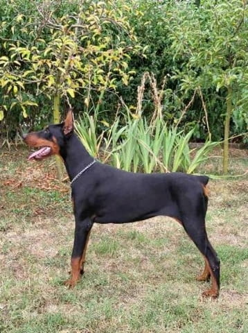 Доберман женско младо куче Doberman, Vaccinated - Yes - city of Sofia | Dogs - снимка 1