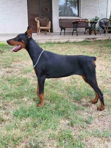 Доберман женско младо куче Doberman, Vaccinated - Yes - city of Sofia | Dogs - снимка 2