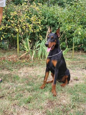 Доберман женско младо куче Doberman, Vaccinated - Yes - city of Sofia | Dogs - снимка 3