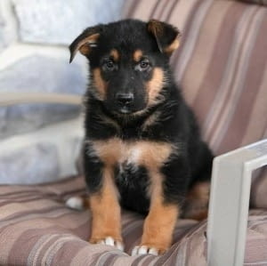 Немска овчарка German Shepherd, 3 Months, Vaccinated - Yes - city of Sofia | Dogs