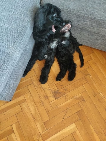 Продава кръстоска пудел и сетер King Poodle, 3 Months, Vaccinated - Yes - city of Sofia | Dogs - снимка 2