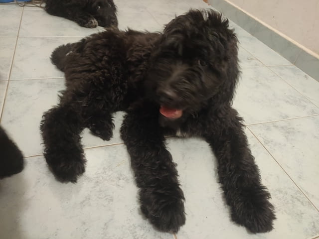 Продава кръстоска пудел и сетер King Poodle, 3 Months, Vaccinated - Yes - city of Sofia | Dogs - снимка 3