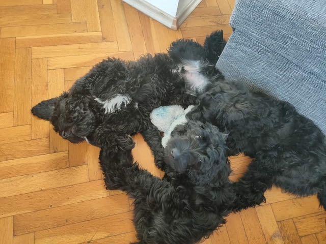 Продава кръстоска пудел и сетер King Poodle, 3 Months, Vaccinated - Yes - city of Sofia | Dogs - снимка 4