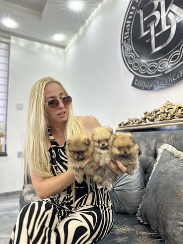 Pomeranian Puppies Померан (Малък английски шпиц), 2 месеца - град Извън България | Кучета - снимка 2