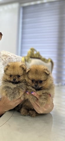 Pomeranian Puppies Померан (Малък английски шпиц), 2 месеца - град Извън България | Кучета - снимка 3