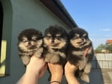 Pomeranian Puppies