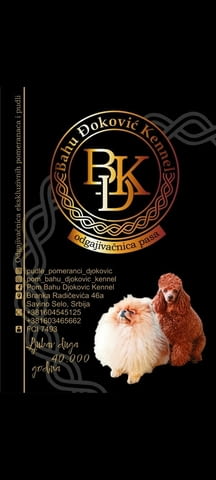 Unique Cockapoo King Poodle, 2 Months - city of Izvun Bulgaria | Dogs - снимка 5