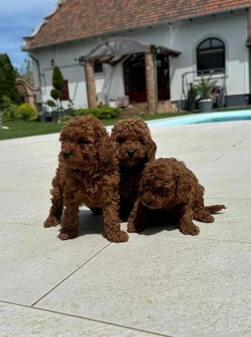 Миниатюрни пудели и играчки Mini Poodle, Vaccinated - Yes - city of Sofia | Dogs - снимка 1