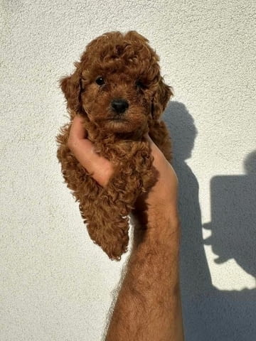 Миниатюрни пудели и играчки Mini Poodle, Vaccinated - Yes - city of Sofia | Dogs - снимка 2