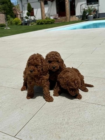 Миниатюрни пудели и играчки Mini Poodle, Vaccinated - Yes - city of Sofia | Dogs - снимка 3