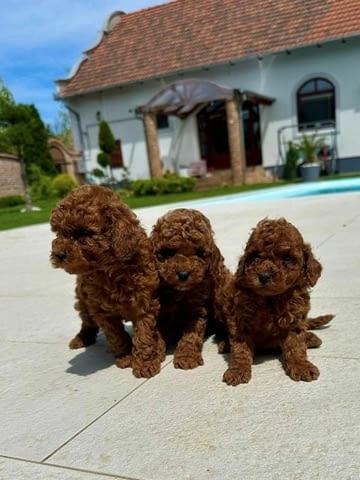 Миниатюрни пудели и играчки Mini Poodle, Vaccinated - Yes - city of Sofia | Dogs - снимка 4