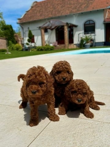 Миниатюрни пудели и играчки Mini Poodle, Vaccinated - Yes - city of Sofia | Dogs - снимка 5