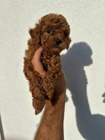 Миниатюрни пудели и играчки Mini Poodle, Vaccinated - Yes - city of Sofia | Dogs - снимка 6