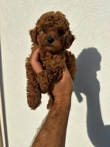 Миниатюрни пудели и играчки Mini Poodle, Vaccinated - Yes - city of Sofia | Dogs - снимка 7