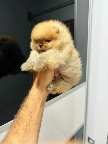 Най-високо качество померан Pomeranian, Vaccinated - Yes - city of Sofia | Dogs - снимка 1